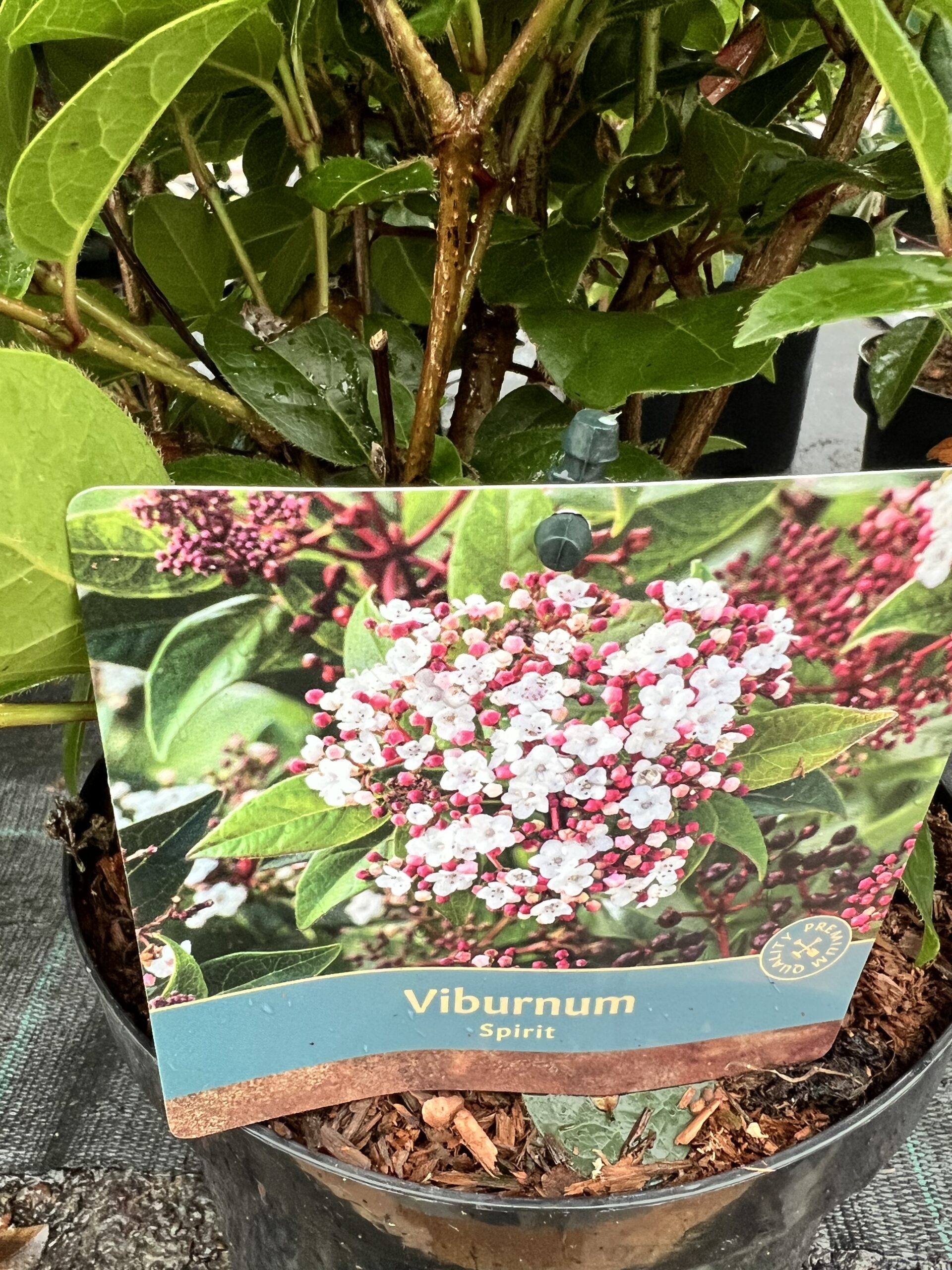 Viburnum Tinus Spirit mooie volle struiken in grote 19 cm pot