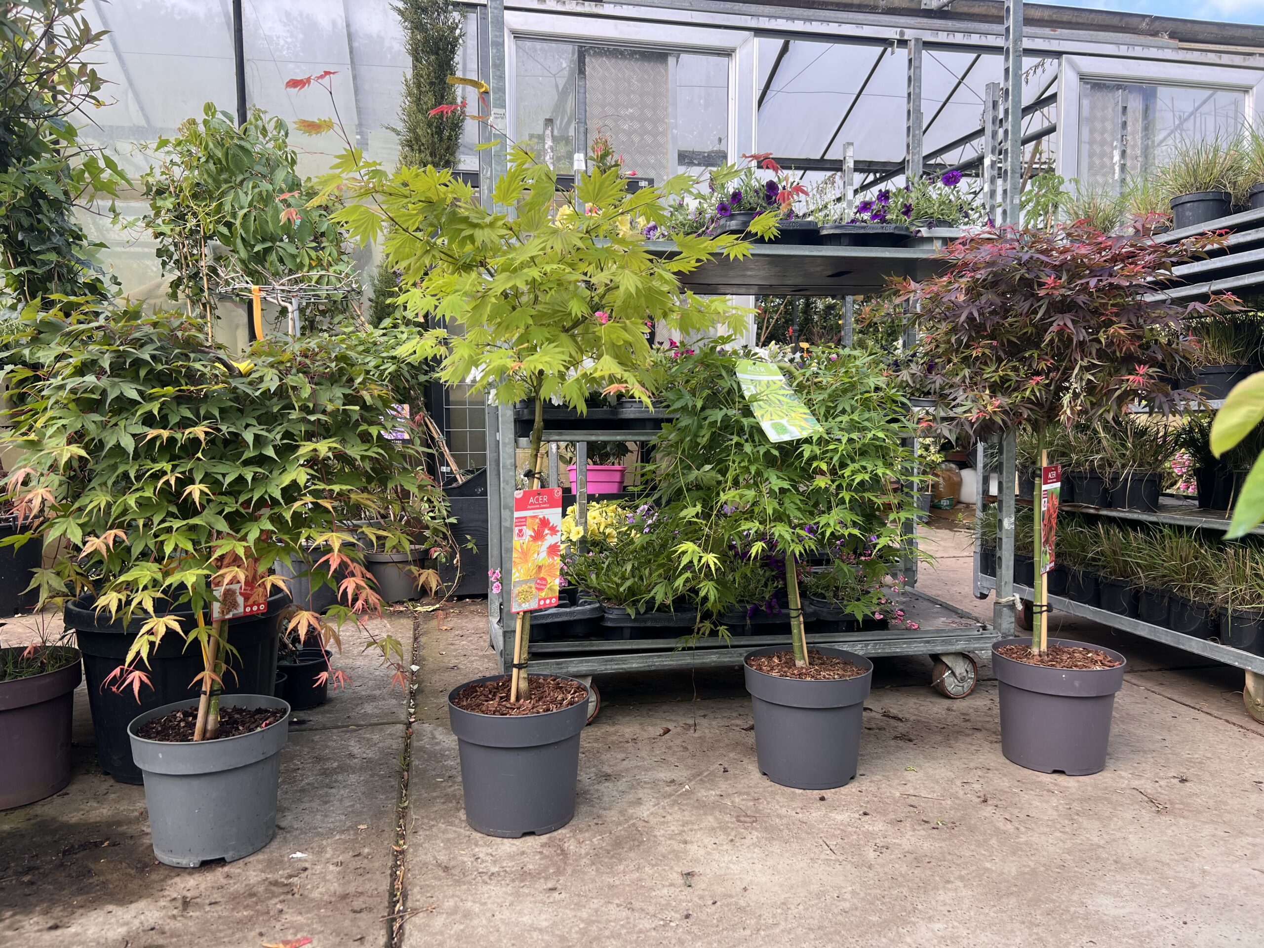 Van links naar rechts Acer Cascade Ruby Acer Cascade Moonrise Acer Cascade Emerald Acer Shaina
