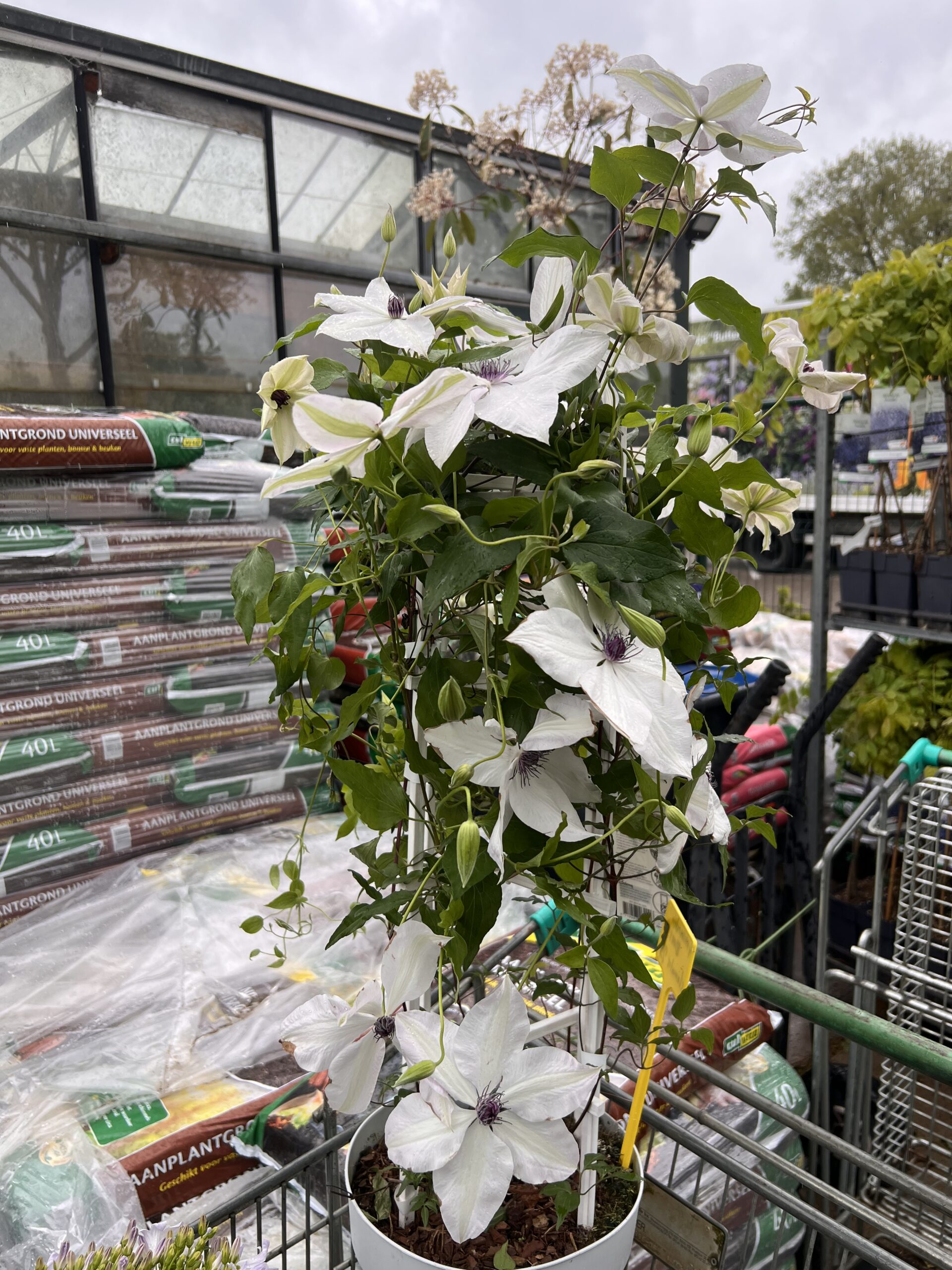 Clematis Garland® Tsukiko™ Evipo110