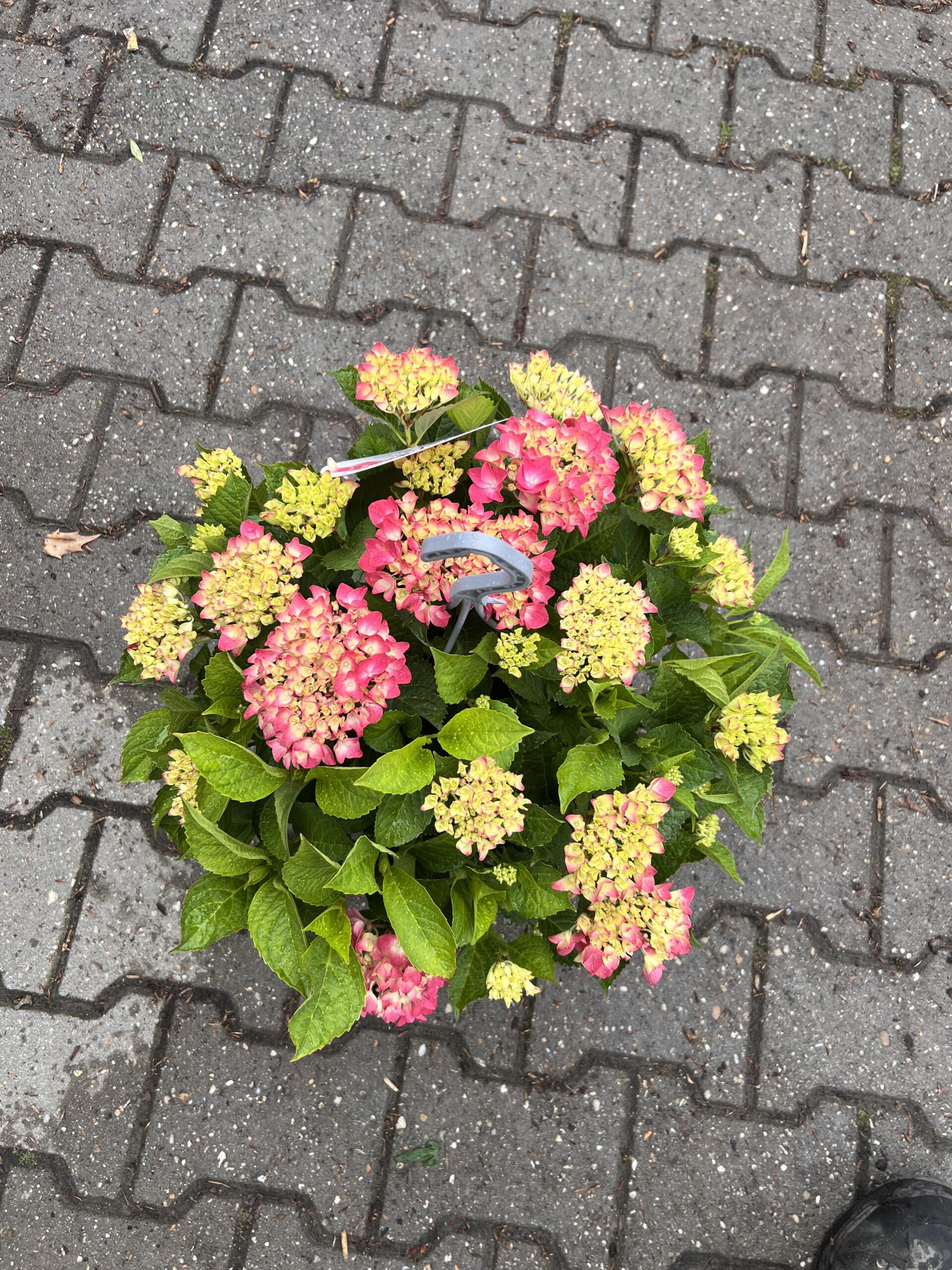 Tabletensia - Hang of tafel hortensia