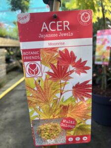 Acer Moonrice Acer Cascade Emerald Acer Cascade Ruby Acer Shaina