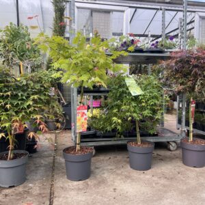 Van links naar rechts Acer Cascade Ruby Acer Cascade Moonrise Acer Cascade Emerald Acer Shaina