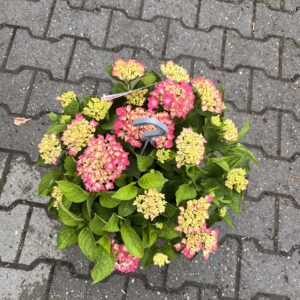 Tabletensia - Hang of tafel hortensia