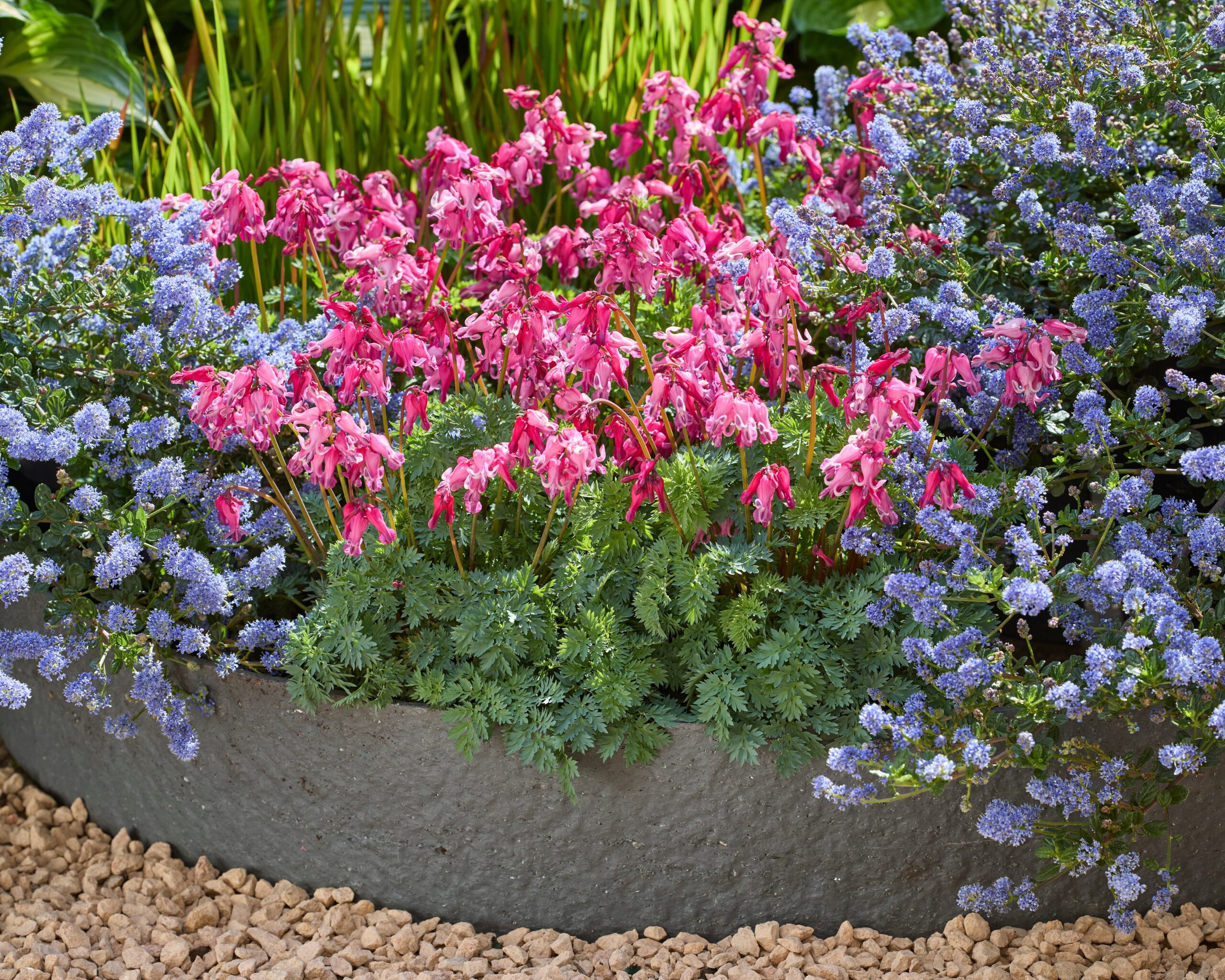 Dicentra Passion Hearts, lange bloeitijd, rijke bloei en zeer winterhard tot min 35
