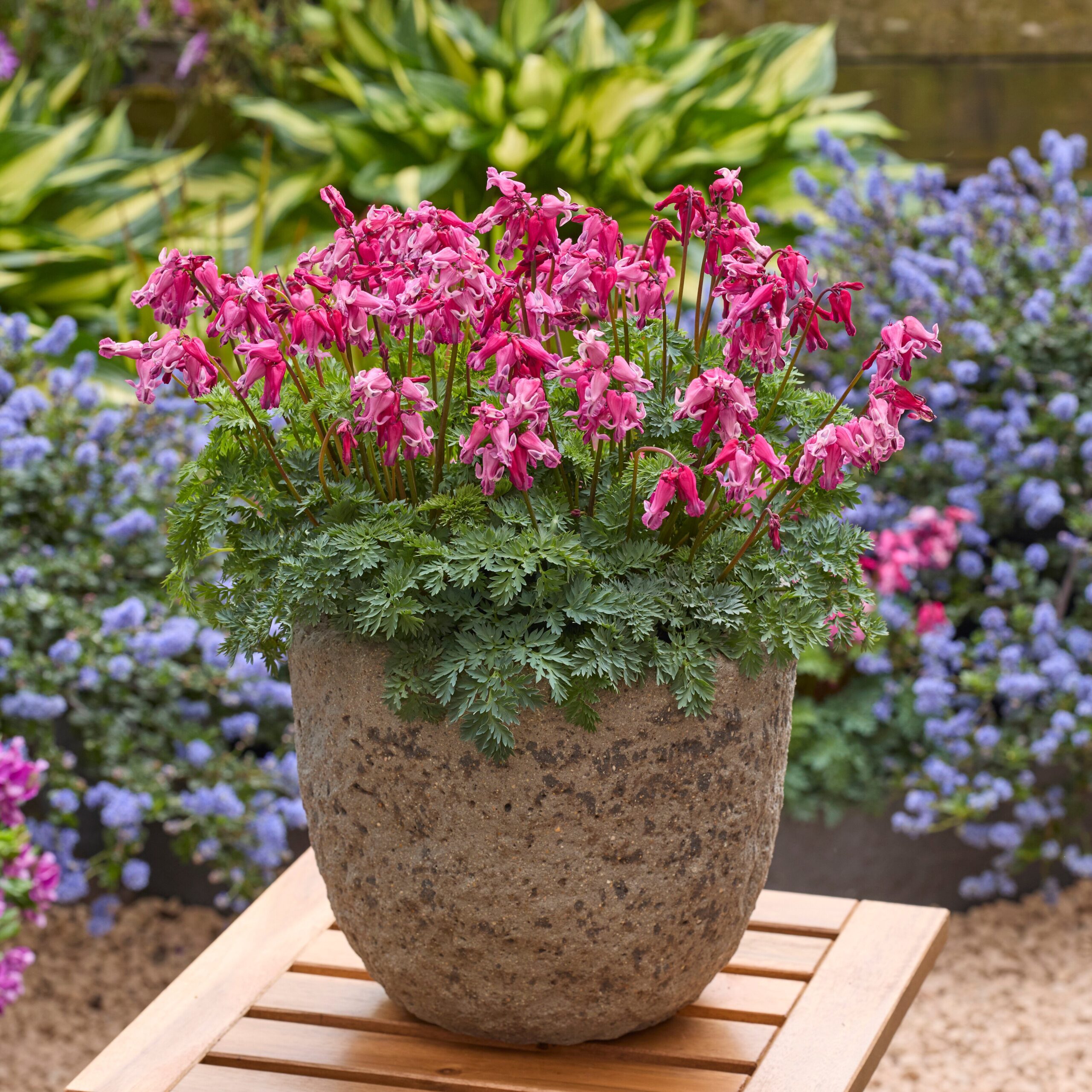 Dicentra Passion Hearts, lange bloeitijd, rijke bloei en zeer winterhard tot min 35