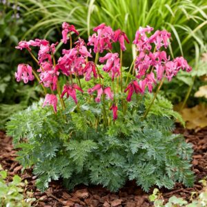 Dicentra Passion Hearts, lange bloeitijd, rijke bloei en zeer winterhard tot min 35