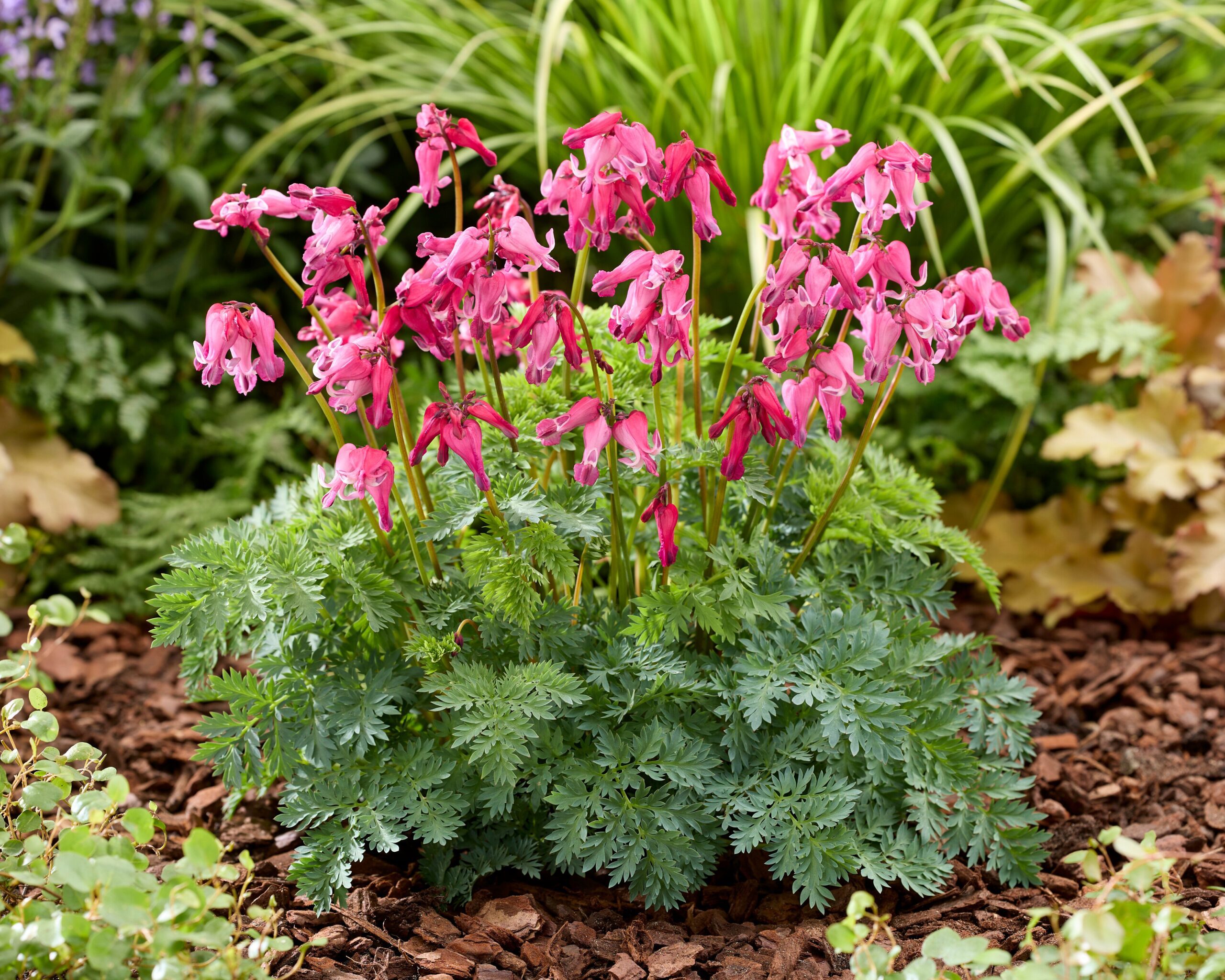 Dicentra ‘Passion Hearts’ – gebroken hartje ❤️