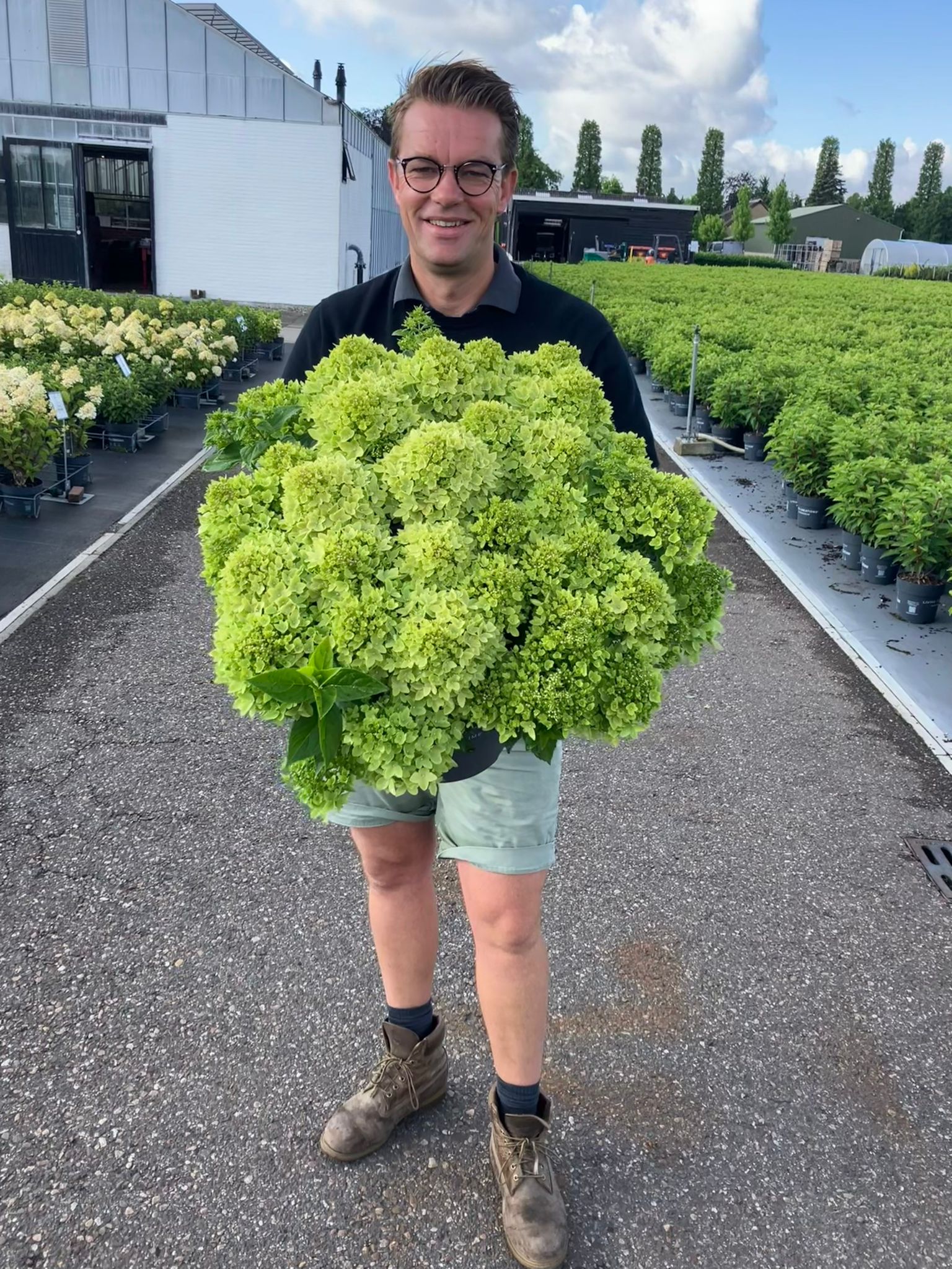 Hydrangea paniculata Groundbreaker, de éérste bodembedekkende pluimhortensia nu bij tuinplanten kwekerij Buxuskoning.nl