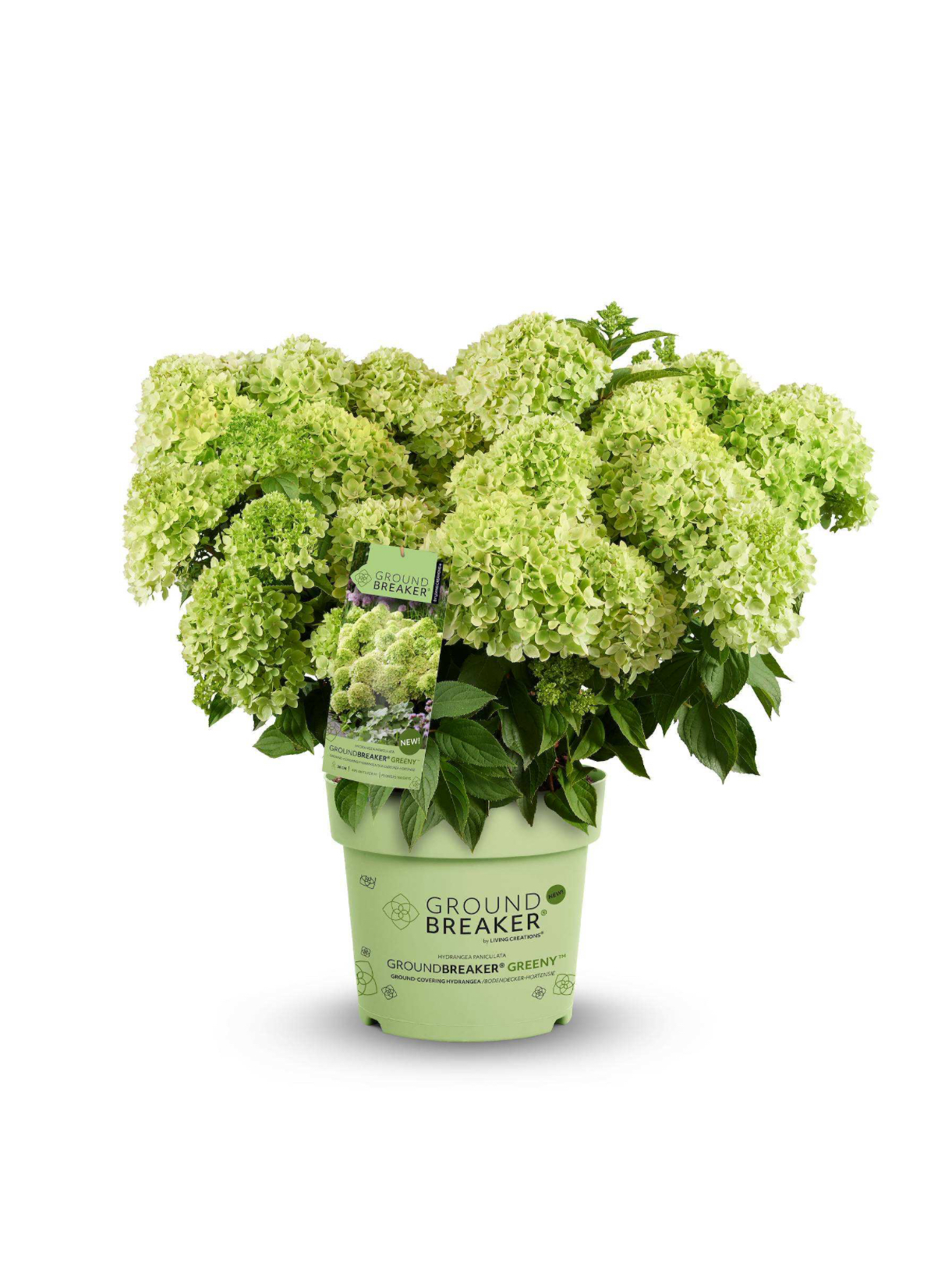 Hydrangea paniculata Groundbreaker, de éérste bodembedekkende pluimhortensia nu bij tuinplanten kwekerij Buxuskoning.nl