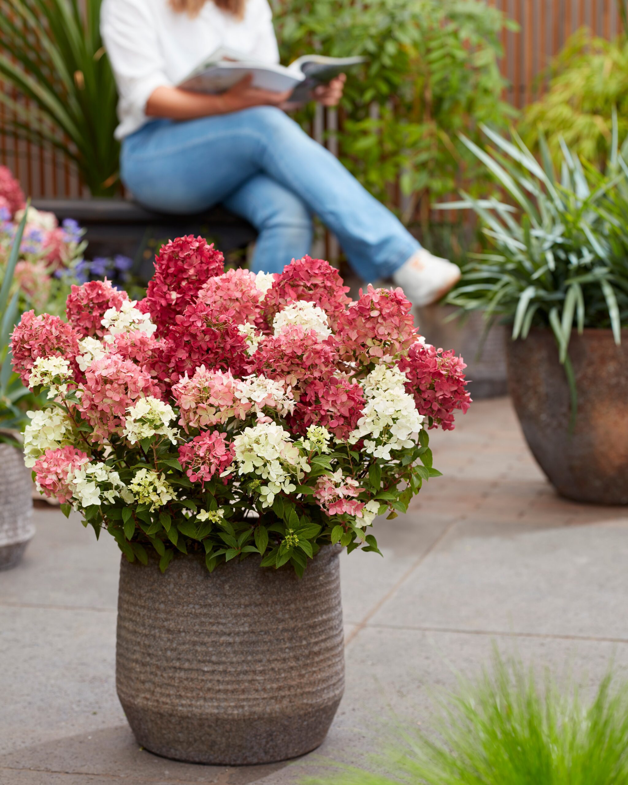 Hydrangea paniculata Groundbreaker Ruby - Afbeelding 2