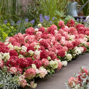 Hydrangea paniculata “Groundbreaker Greeny”