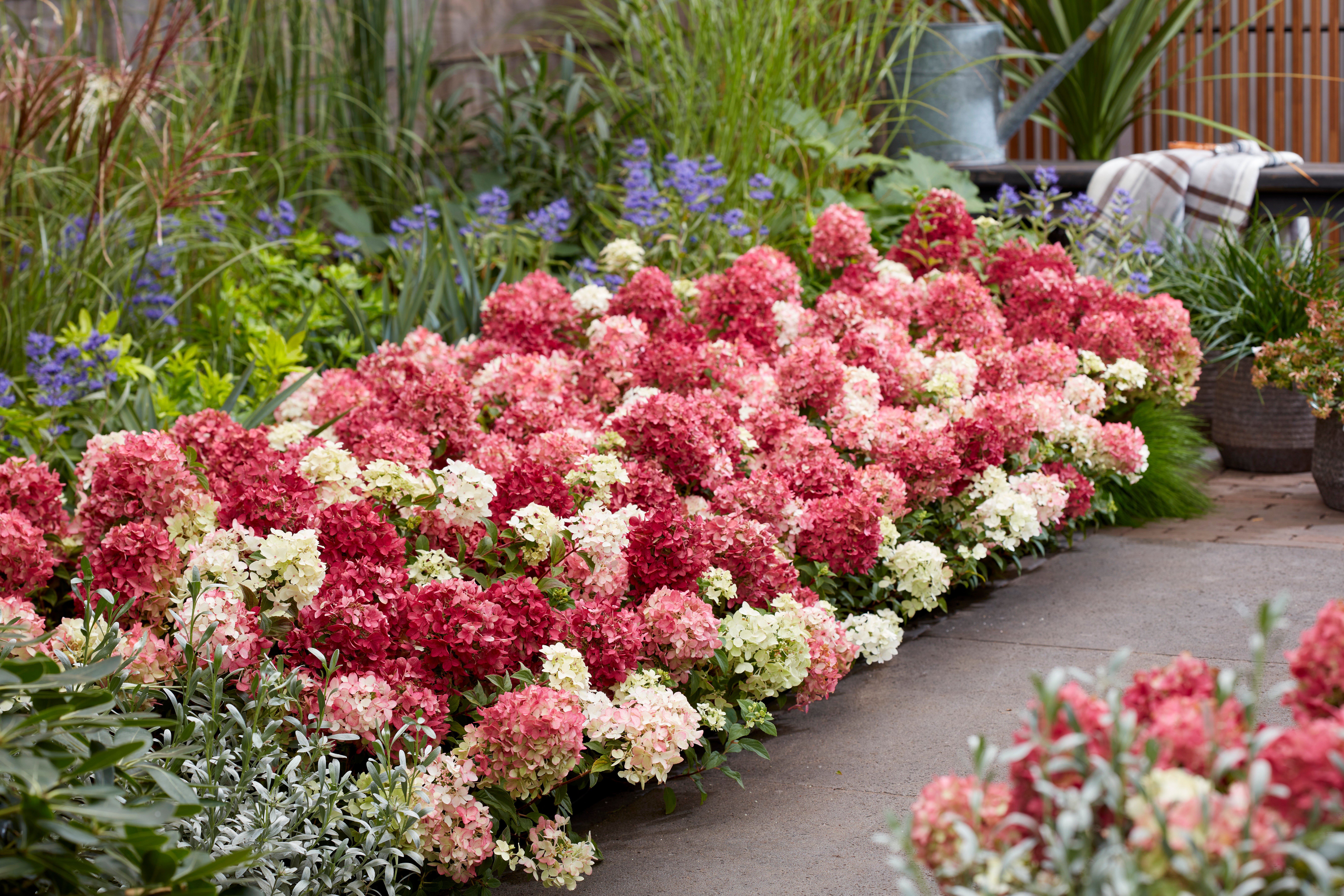 Hydrangea paniculata Groundbreaker Ruby