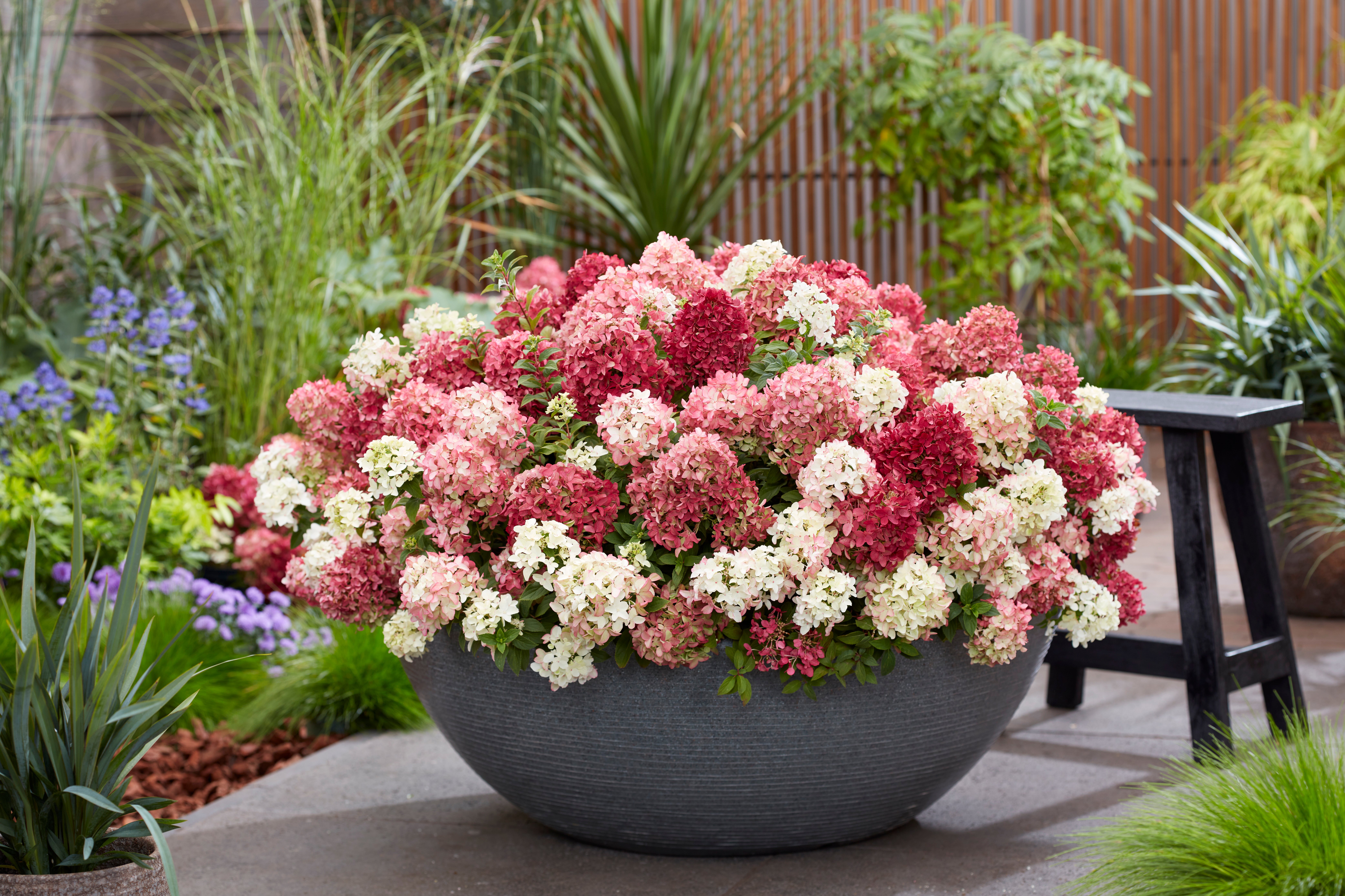 Hydrangea paniculata Groundbreaker Ruby - Afbeelding 3