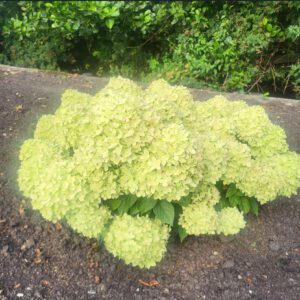 Hydrangea paniculata Groundbreaker, de éérste bodembedekkende pluimhortensia nu bij tuinplanten kwekerij Buxuskoning.nl