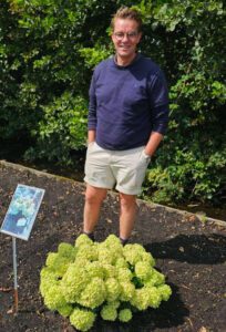 Hydrangea paniculata Groundbreaker, de éérste bodembedekkende pluimhortensia nu bij tuinplanten kwekerij Buxuskoning.nl