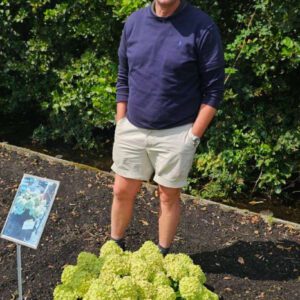 Hydrangea paniculata Groundbreaker, de éérste bodembedekkende pluimhortensia nu bij tuinplanten kwekerij Buxuskoning.nl