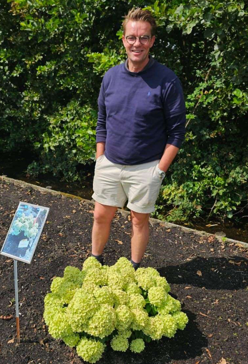 Hydrangea paniculata “Groundbreaker Greeny”