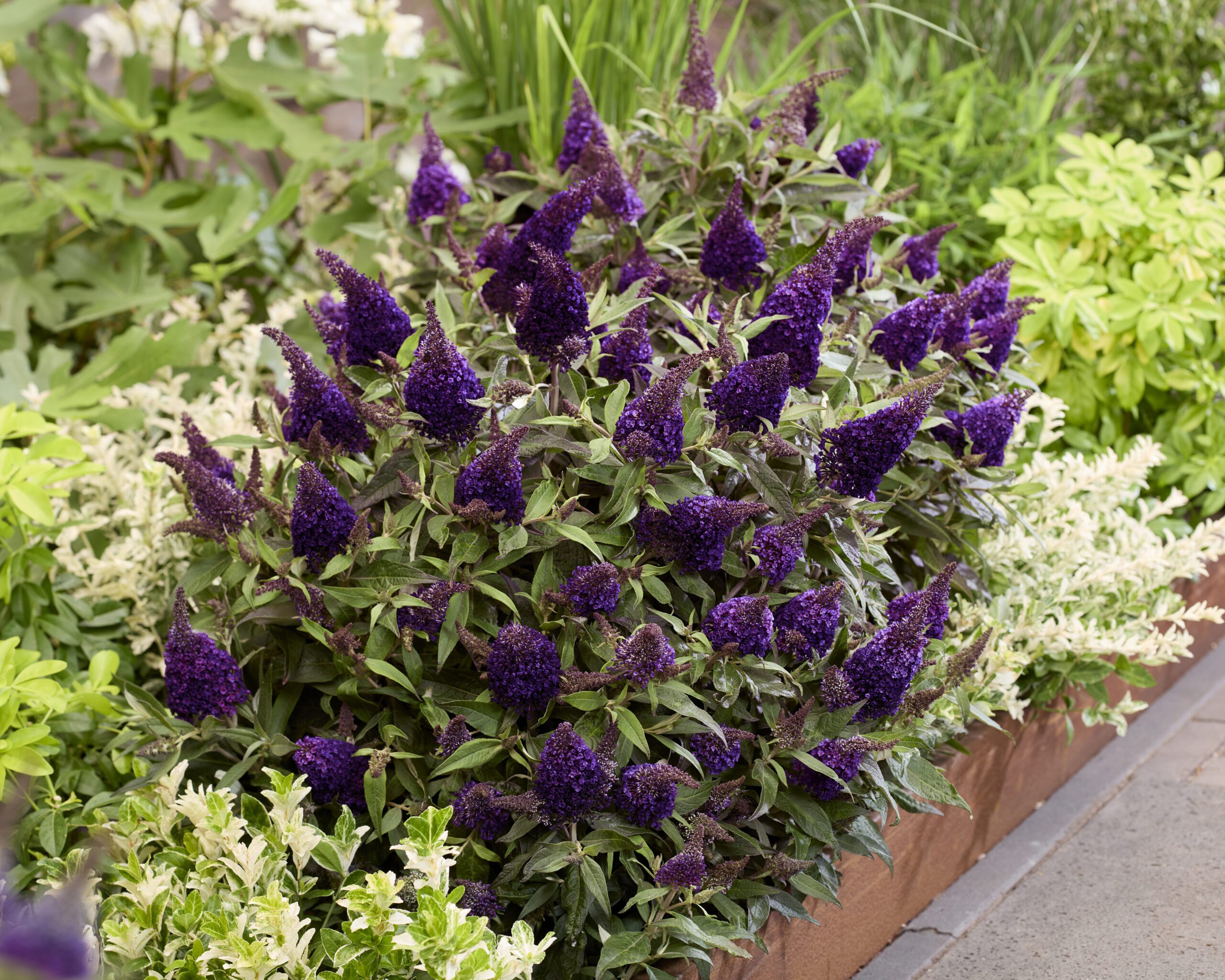 Buddleja Butterfly Candy® is een zeer bloemrijke serie. De bloemenpluimen hebben een lichte, zoete geur en zijn erg aantrekkelijk voor vlinders en bijen. Dit maakt de Butterfly Candy®-serie geweldig voor de biodiversiteit. Alle variëteiten zijn goed vertakt en vanwege hun grootte ideaal voor containers en kleinere tuinen. Buddleja Butterfly Candy® verzorgen: Zet Butterfly Candy® in de volle zon in een goed doorlatende, vruchtbare grond. Winterhard tot -18 ºC. Buddleja Butterfly Candy® Little Blackberry heeft een zeer compacte plantgrootte van 90 cm hoog en 80 cm breed en een natuurlijk afgeronde groeiwijze. Little Blackberry heeft bloempluimen in een opvallende donkerpaarse kleur. Pluspunten Uitbundige bloei Zeer goed vertakt Bloemen hebben een lichte, zoete geur Aantrekkelijk voor bijen en vlinders Ideaal voor kleine tuinen