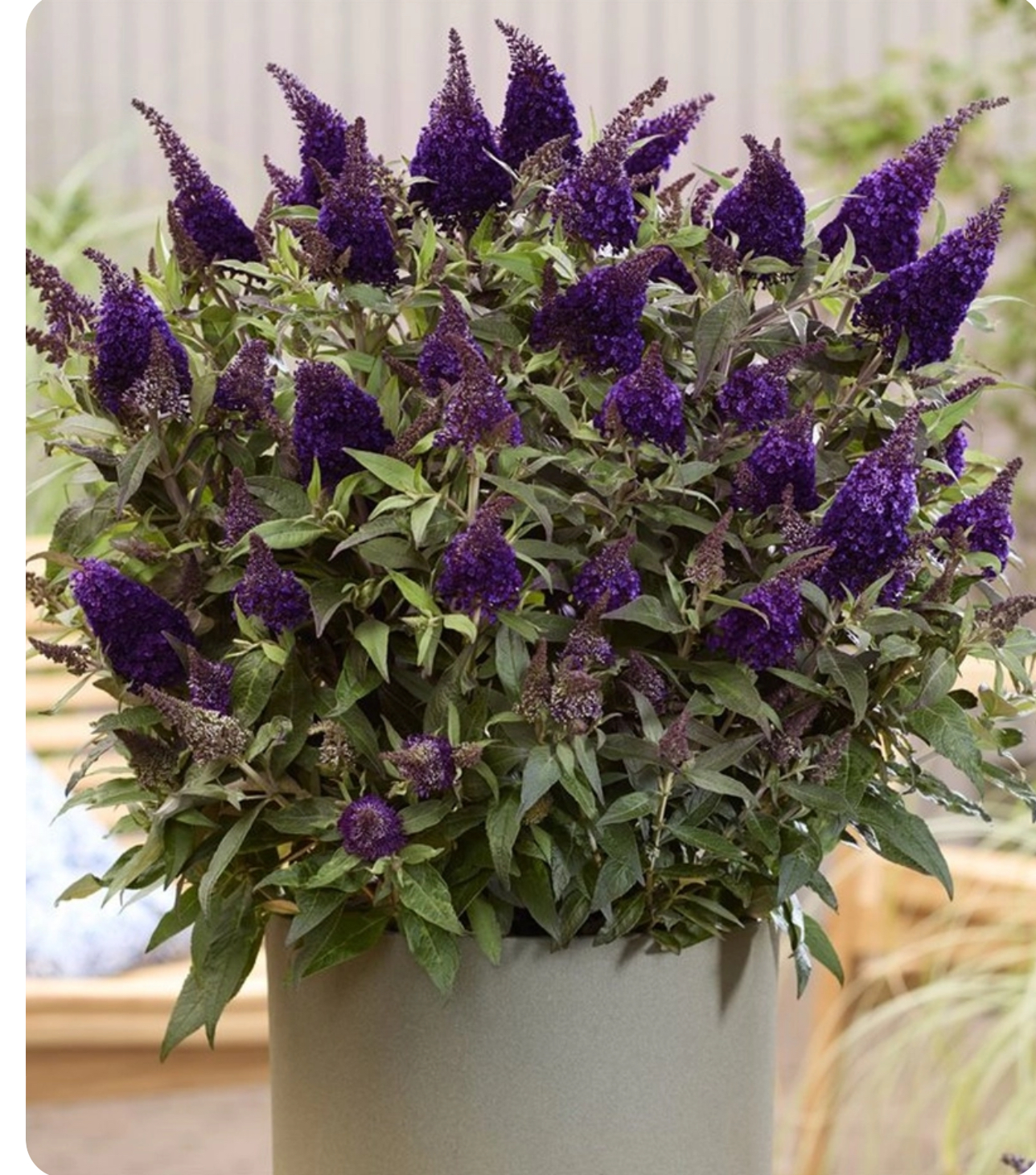 Buddleja d. Butterfly Candy 'Little Blackberry' PBR, de donkerste dwerg vlinderstruik