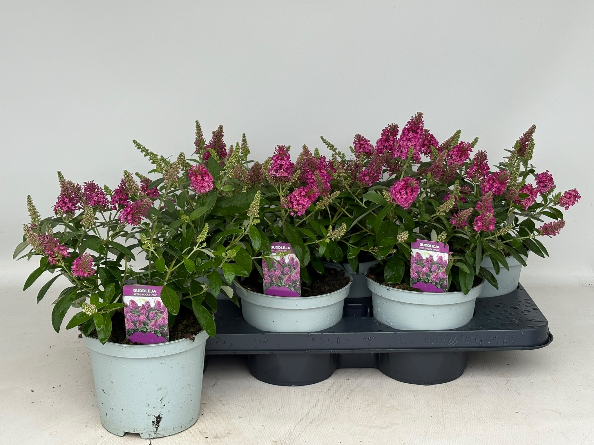 Buddleija Little Rockstars -mini dwerg vlinderstruik - Afbeelding 11
