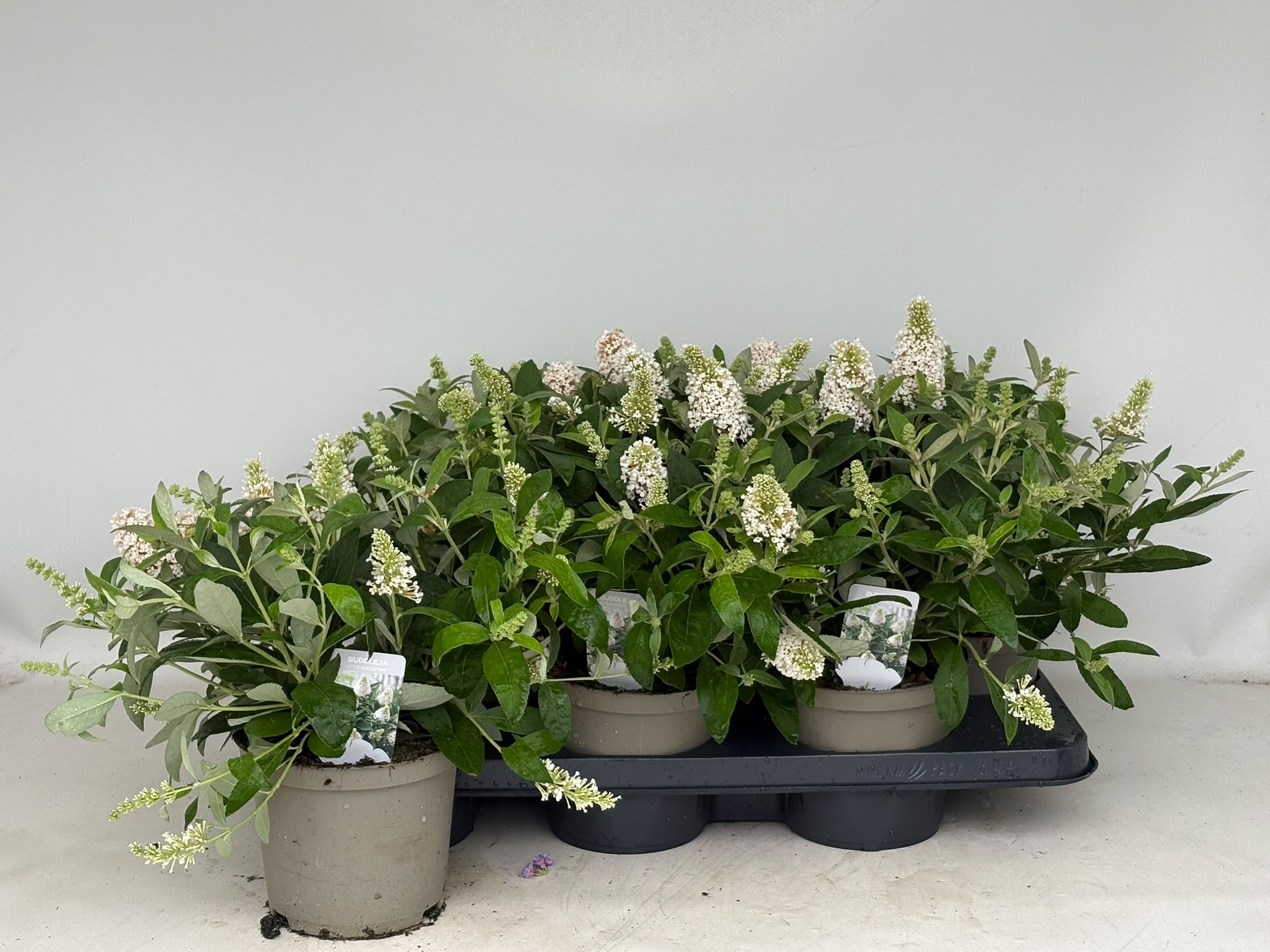 Buddleija Little Rockstars -mini dwerg vlinderstruik - Afbeelding 8