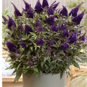 Buddleja d. Butterfly Candy 'Little Blackberry' PBR, de donkerste dwerg vlinderstruik