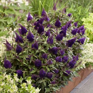 Buddleja Butterfly Candy® is een zeer bloemrijke serie. De bloemenpluimen hebben een lichte, zoete geur en zijn erg aantrekkelijk voor vlinders en bijen. Dit maakt de Butterfly Candy®-serie geweldig voor de biodiversiteit. Alle variëteiten zijn goed vertakt en vanwege hun grootte ideaal voor containers en kleinere tuinen. Buddleja Butterfly Candy® verzorgen: Zet Butterfly Candy® in de volle zon in een goed doorlatende, vruchtbare grond. Winterhard tot -18 ºC. Buddleja Butterfly Candy® Little Blackberry heeft een zeer compacte plantgrootte van 90 cm hoog en 80 cm breed en een natuurlijk afgeronde groeiwijze. Little Blackberry heeft bloempluimen in een opvallende donkerpaarse kleur. Pluspunten Uitbundige bloei Zeer goed vertakt Bloemen hebben een lichte, zoete geur Aantrekkelijk voor bijen en vlinders Ideaal voor kleine tuinen