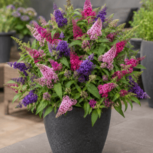 Schitterende 3 kleurige dwerg vlinderstruik uit de Butterfly Candy serie verkrijgbaar bij tuinplanten kwekerij Buxuskoning.nl