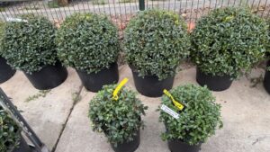 Osmanthus Burkwoodii in diverse boldoorsnede verkrijgbaar