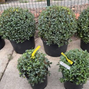 Osmanthus Burkwoodii in diverse boldoorsnede verkrijgbaar