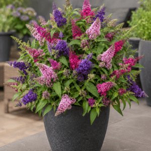 Schitterende 3 kleurige dwerg vlinderstruik uit de Butterfly Candy serie verkrijgbaar bij tuinplanten kwekerij Buxuskoning.nl