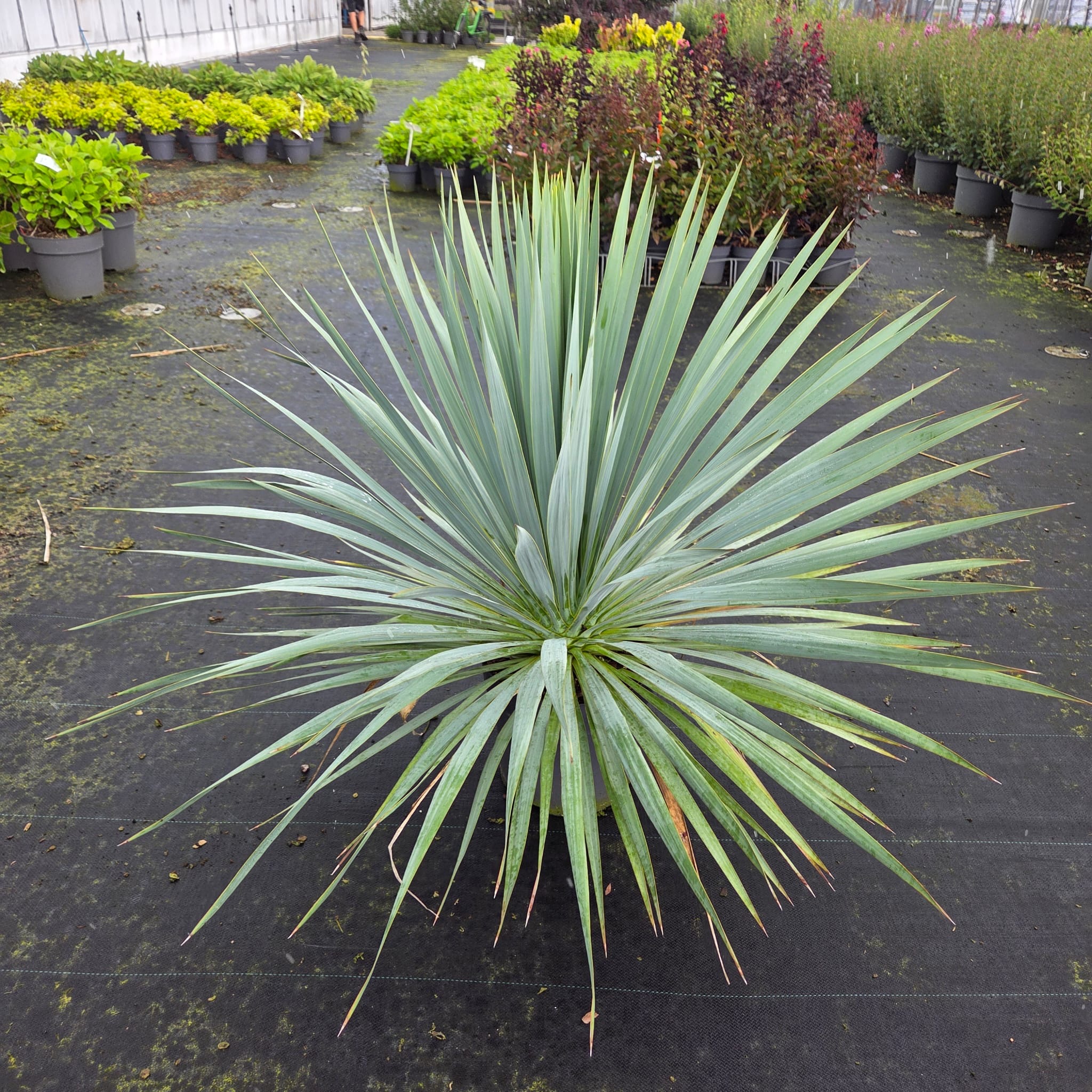 Yucca Rostrata French Flag – yucca