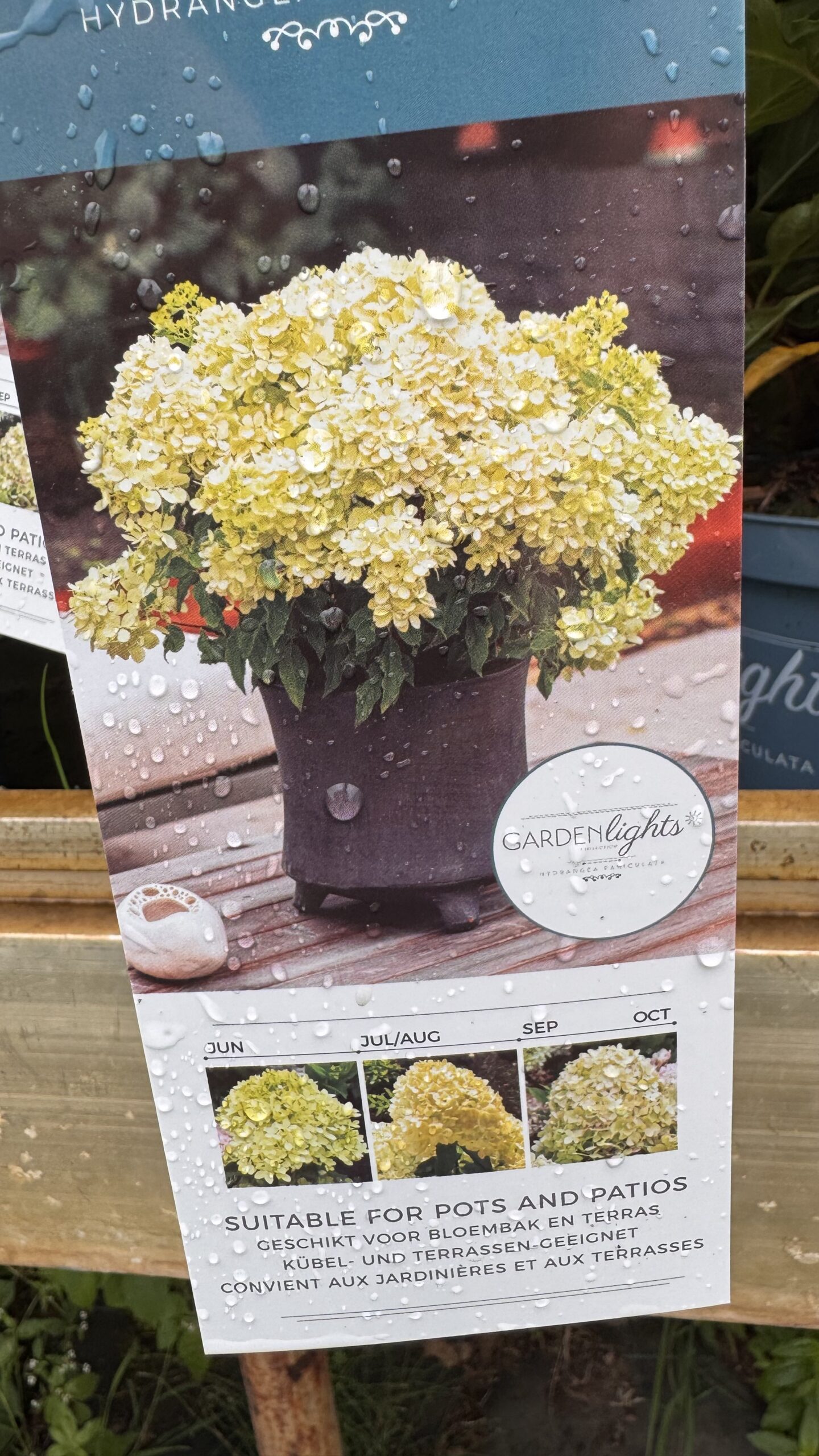 Hydrangea Littlelights dwerg die 50 cm hoog wordt