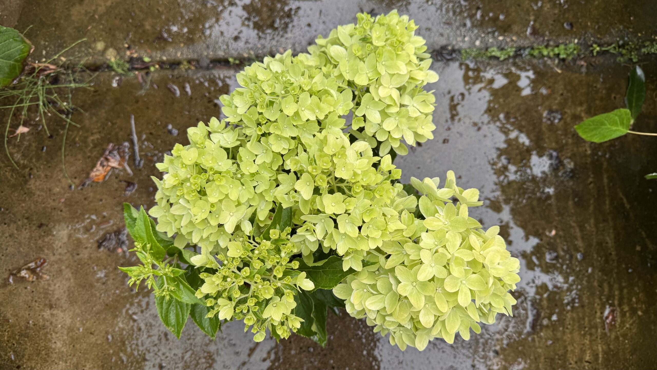 Hydrangea paniculata GARDENLIGHTS LITTLELIGHT) - Afbeelding 4