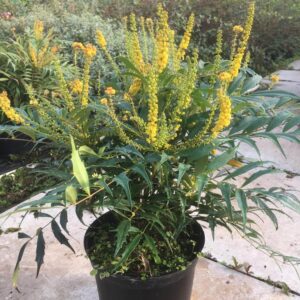 Mahonia eur. 'Meteor' PBR Mahonia eurybracteata 'Meteor' PBR is een compacte, laagblijvende heester met fijn, zachtgroen blad en heldergele geurende bloemen in de nazomer tot herfst. Deze wintergroene en winterharde cultivar bereikt circa 60–80 cm en is ideaal voor schaduwrijke borders, vakbeplanting of onderbeplanting. Onderhoudsarm, sierlijk loof en aantrekkelijk