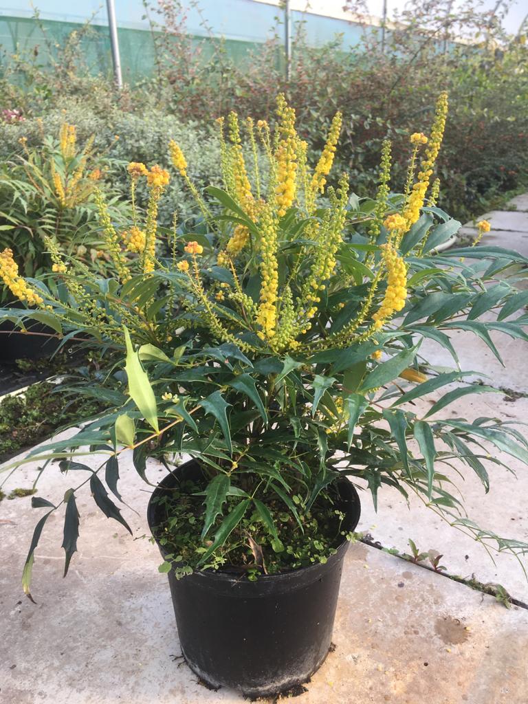 Mahonia eurybracteata Meteor (‘Hillmah’PBR – Nieuw