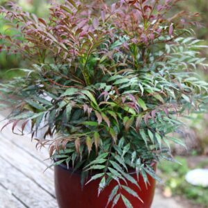 Mahonia eur. 'Meteor' PBR Mahonia eurybracteata 'Meteor' PBR is een compacte, laagblijvende heester met fijn, zachtgroen blad en heldergele geurende bloemen in de nazomer tot herfst. Deze wintergroene en winterharde cultivar bereikt circa 60–80 cm en is ideaal voor schaduwrijke borders, vakbeplanting of onderbeplanting. Onderhoudsarm, sierlijk loof en aantrekkelijk