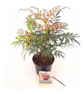 Mahonia eur. 'Meteor' PBRMahonia eurybracteata 'Meteor' PBR is een compacte, laagblijvende heester met fijn, zachtgroen blad en heldergele geurende bloemen in de nazomer tot herfst. Deze wintergroene en winterharde cultivar bereikt circa 60–80 cm en is ideaal voor schaduwrijke borders, vakbeplanting of onderbeplanting. Onderhoudsarm, sierlijk loof en aantrekkelijk 