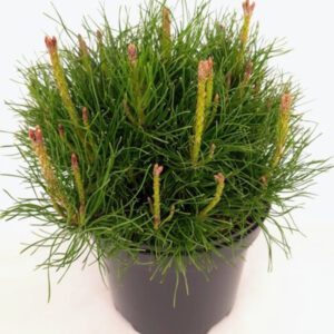 Pinus mugo pumilio Pinus mugo 'Pumilio' is een laagblijvende, breed uitgroeiende dwergden met frisgroene, korte naalden en een natuurlijke, spreidende vorm. Deze sterke, winterharde cultivar is zeer geschikt voor taluds, rotstuinen en onderhoudsarme beplanting. Goed wind- en droogtetolerant, ideaal voor robuuste tuinontwerpen.