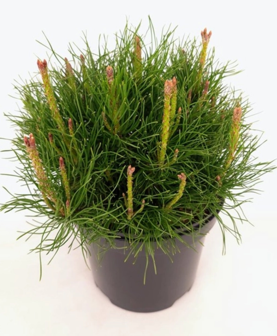 Pinus mugo pumilio – dwergden