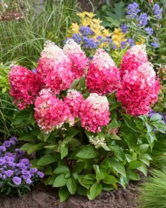 Hydrangea Red Velvet, alweer een Schitterende nieuwe topper van Tuinplanten kwekerij Buxuskoning 