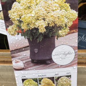 Hydrangea Littlelights dwerg die 50 cm hoog wordt