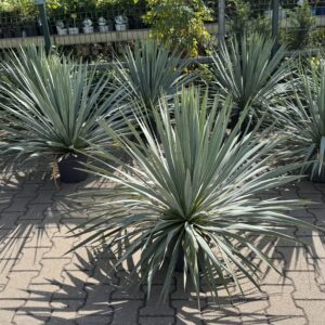 Yucca rostrata “French Flag” - nieuw in nl