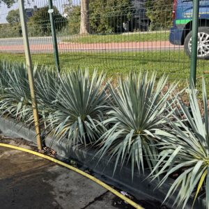 Yucca Rostrata French Flag, een nieuwe unieke winterharde yucca