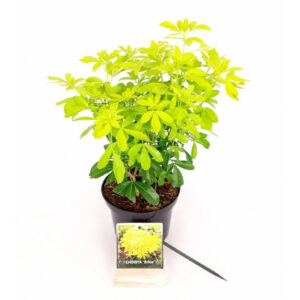 Choisya ternata 'Brica' (ook bekend als 'Sundance') is een wintergroene struik met opvallend geelgroen blad en geurige witte bloemen in het voorjaar.