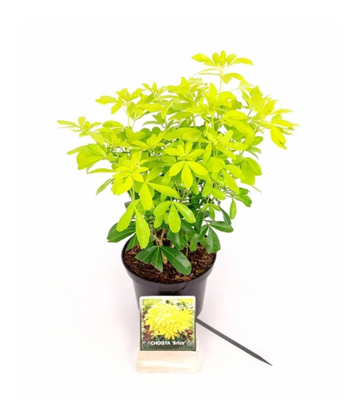 Choisya ternata 'Brica' (ook bekend als 'Sundance') is een wintergroene struik met opvallend geelgroen blad en geurige witte bloemen in het voorjaar.