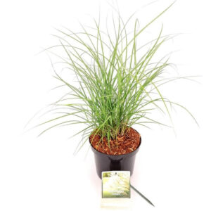 Miscanthus s. 'Adagio' Miscanthus sin. 'Adagio' is een compact siergras met fijn, zilvergroen blad en elegante, koperkleurige pluimen in de nazomer.