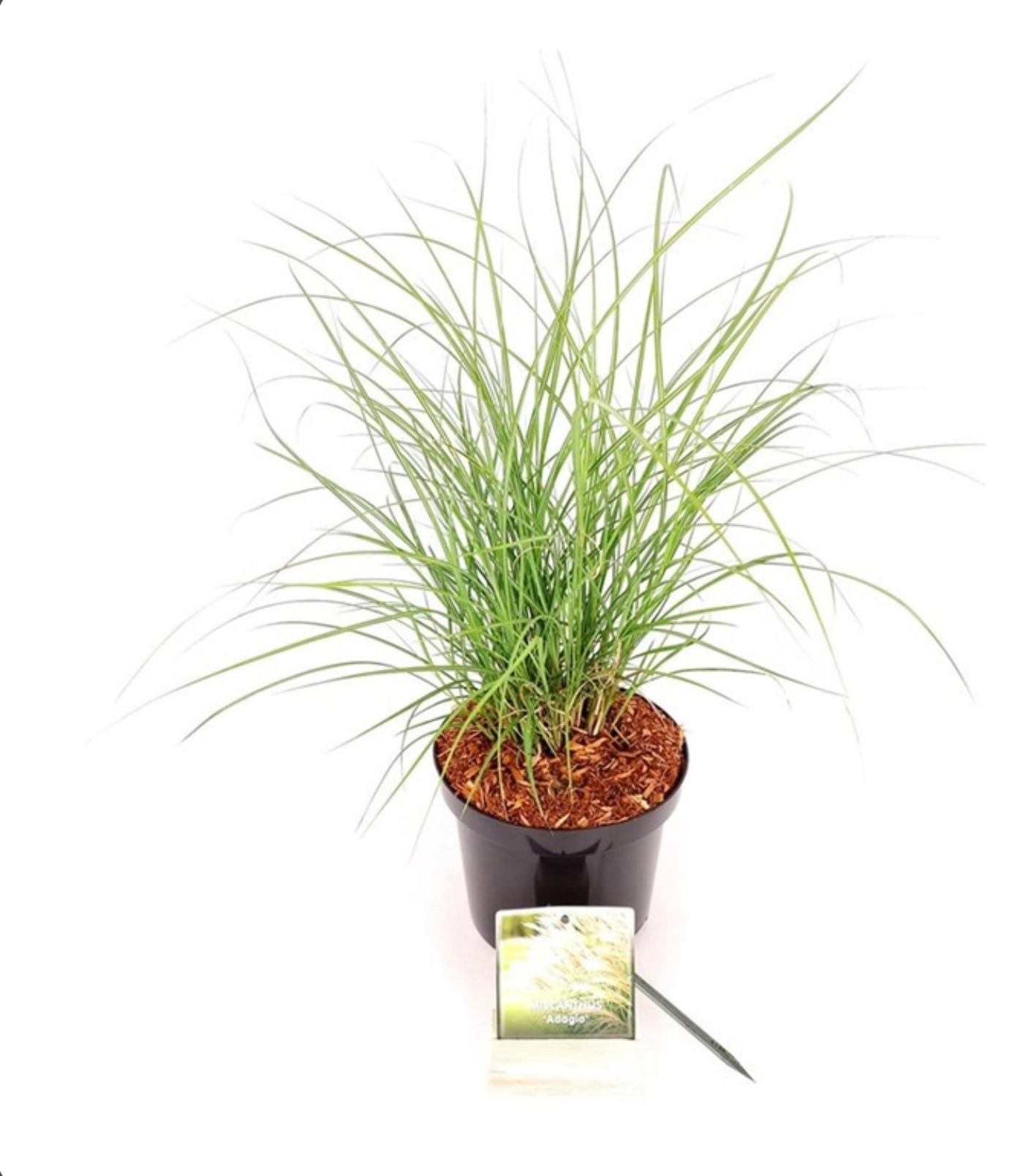 Miscanthus s. 'Adagio' Miscanthus sin. 'Adagio' is een compact siergras met fijn, zilvergroen blad en elegante, koperkleurige pluimen in de nazomer.
