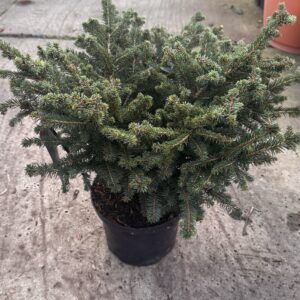 Picea omorica “Karel” dwerg conifeer Die Max 50 A 60 cm hoog wordt