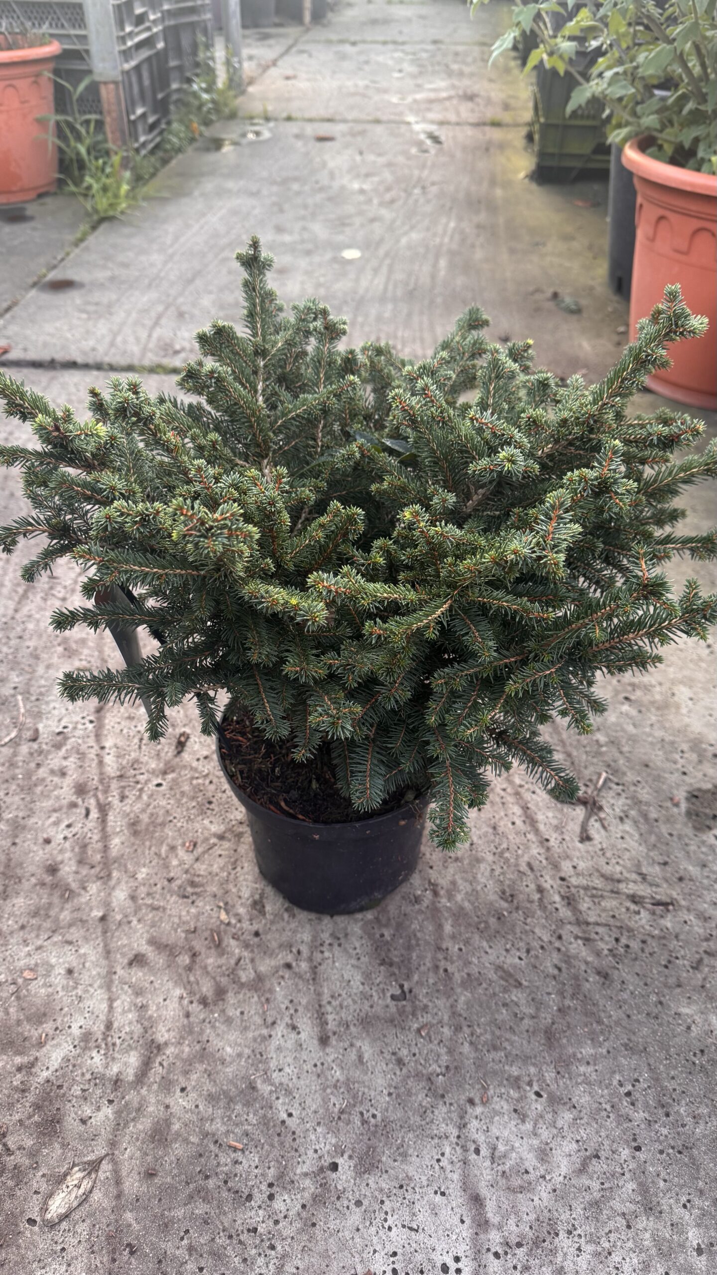 Picea omorica “Karel” dwerg conifeer Die Max 50 A 60 cm hoog wordt